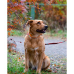 Мягкая и послушная молодая собака ищет дом