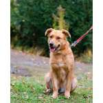 Мягкая и послушная молодая собака ищет дом