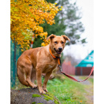 Мягкая и послушная молодая собака ищет дом