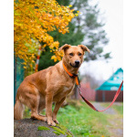 Мягкая и послушная молодая собака ищет дом