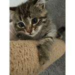 Ищет дом полосатая котенок - девочка Пуша.