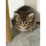 Ищет дом полосатая котенок - девочка Пуша.