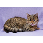 Лучший друг на все времена – кошка Ксения в добрые руки