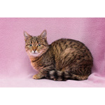 Лучший друг на все времена – кошка Ксения в добрые руки