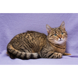 Лучший друг на все времена – кошка Ксения в добрые руки