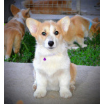 Вельш-корги пемброк – Прекрасные щенки