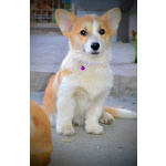 Вельш-корги пемброк – Прекрасные щенки