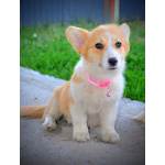 Вельш-корги пемброк – Прекрасные щенки