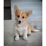 Вельш-корги пемброк – Прекрасные щенки