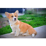 Вельш-корги пемброк – Прекрасные щенки