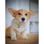 Вельш-корги пемброк – Прекрасные щенки