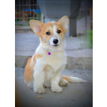 Вельш-корги пемброк – Прекрасные щенки