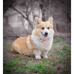 Вельш-корги пемброк – Прекрасные щенки