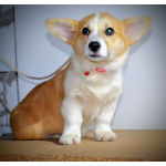 Вельш-корги пемброк – Прекрасные щенки