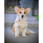 Вельш-корги пемброк – Прекрасные щенки