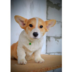 Вельш-корги пемброк – Прекрасные щенки