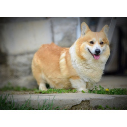 Вельш-корги пемброк – Прекрасные щенки