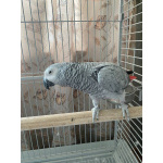 Попугай Жако Краснохвостый