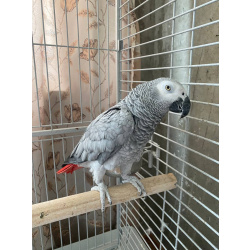 Попугай Жако Краснохвостый