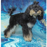 Щенок той пуделя фантом девочка ЧЕЕН