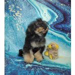 Щенок той пуделя фантом девочка ЧЕЕН