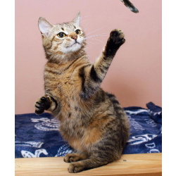 Юная Алиса, сто полосок и розовый носик. Кошка в добрые руки.