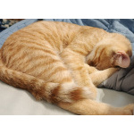 Котёнка Персика хотели оставить на улице