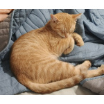 Котёнка Персика хотели оставить на улице