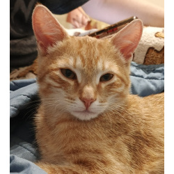 Котёнка Персика хотели оставить на улице