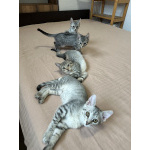 Котятки ищут семью - любящих и добрых хозяев