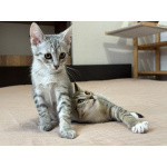 Котятки ищут семью - любящих и добрых хозяев