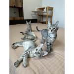 Котятки ищут семью - любящих и добрых хозяев