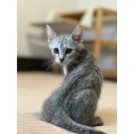 Котятки ищут семью - любящих и добрых хозяев