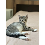 Котятки ищут семью - любящих и добрых хозяев