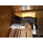 Молодой ласковый котик