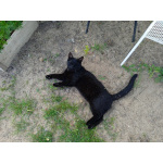 Молодой ласковый котик