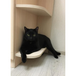 Молодой ласковый котик