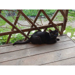 Молодой ласковый котик