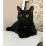 Молодой ласковый котик