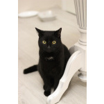 Молодой ласковый котик