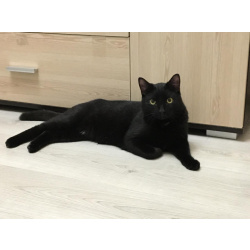 Молодой ласковый котик