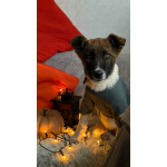 Добрые и красивые щенки