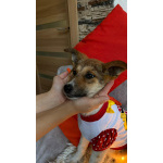 Добрые и красивые щенки