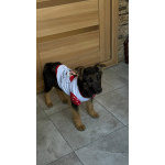 Добрые и красивые щенки