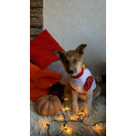 Добрые и красивые щенки