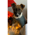 Добрые и красивые щенки