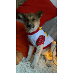 Добрые и красивые щенки