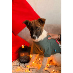 Добрые и красивые щенки