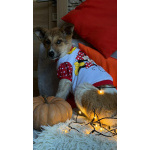 Добрые и красивые щенки