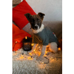 Добрые и красивые щенки